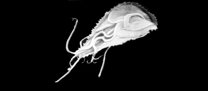 The easiest parasites