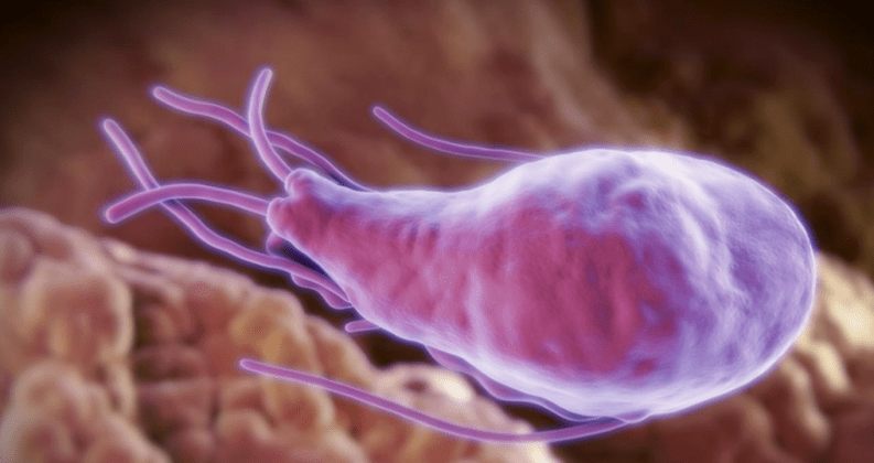 Alveococcus and echinococcus