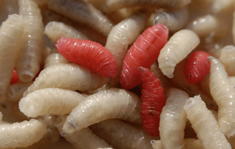 The type of parasite