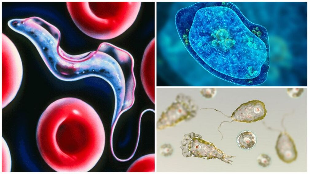 Types of Protozoan Parasites