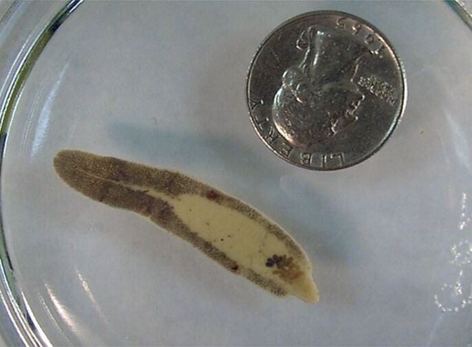 The size of a fluke compared to a coin