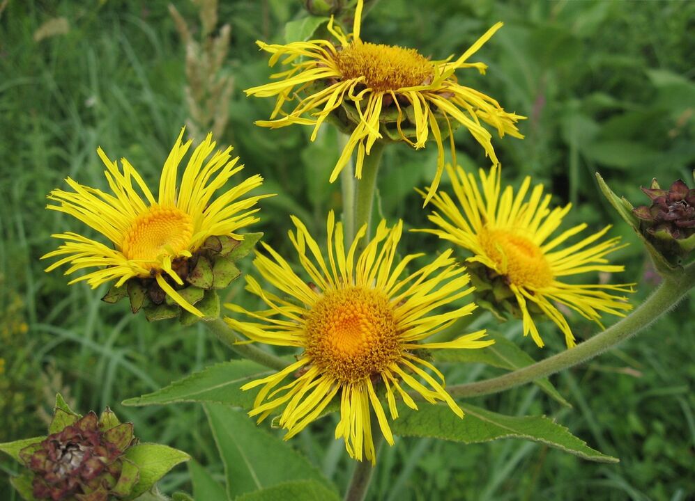 elecampane against parasites